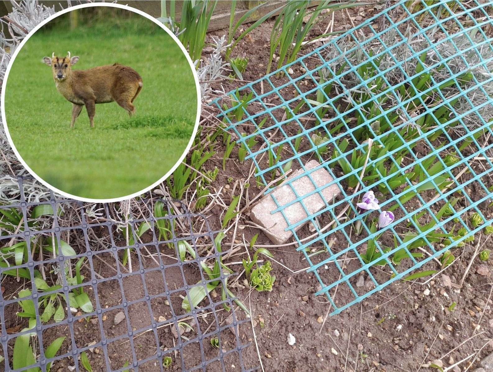 Damage caused in Reffley resident Graham Price's garden. Muntjac picture: Paul Brackley