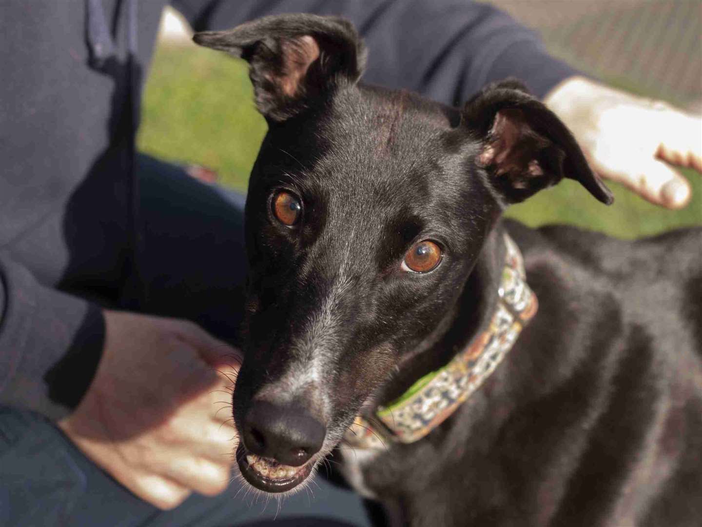 Bonnie is an ex racer who is now retired and looking for her forever home