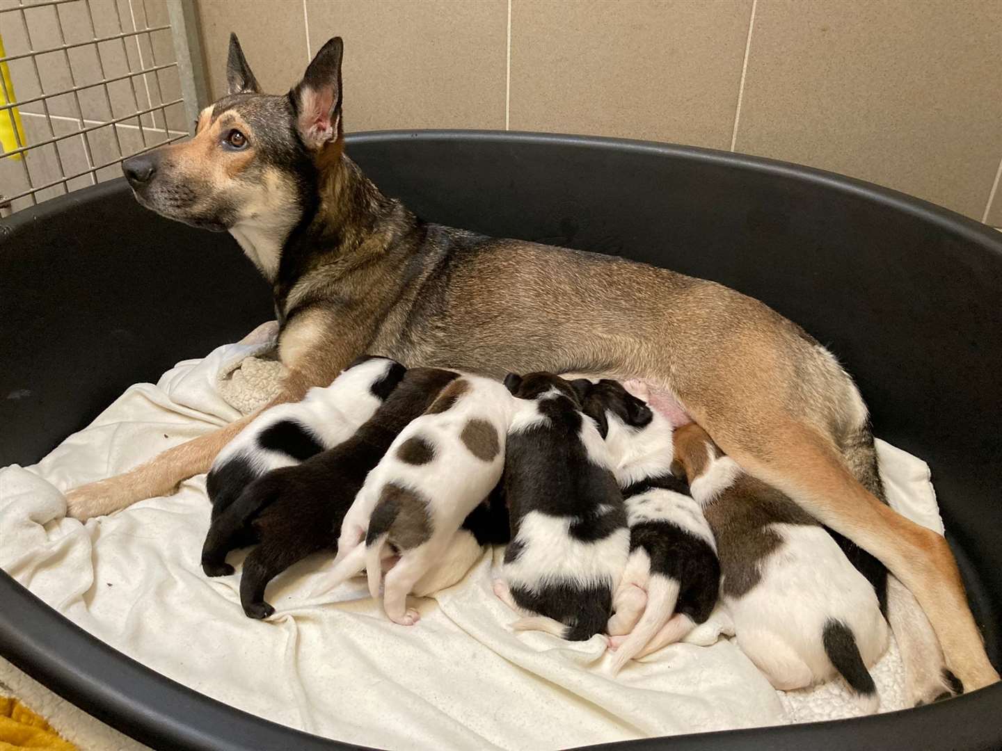 Darla and her puppies who came into the centre and have since been rehomed