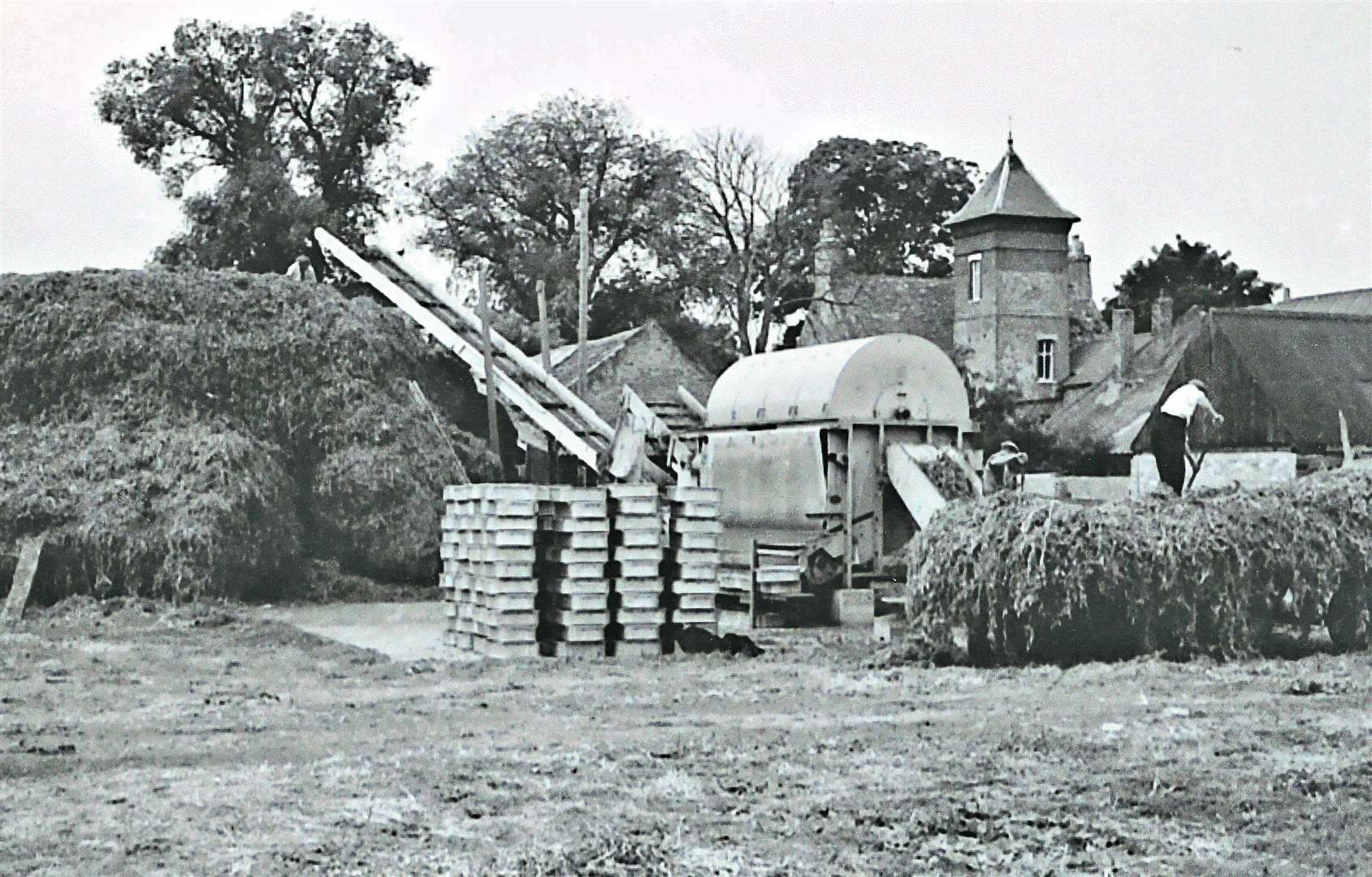 Pea viner at Tower Farm, Terrington in the 1950s.