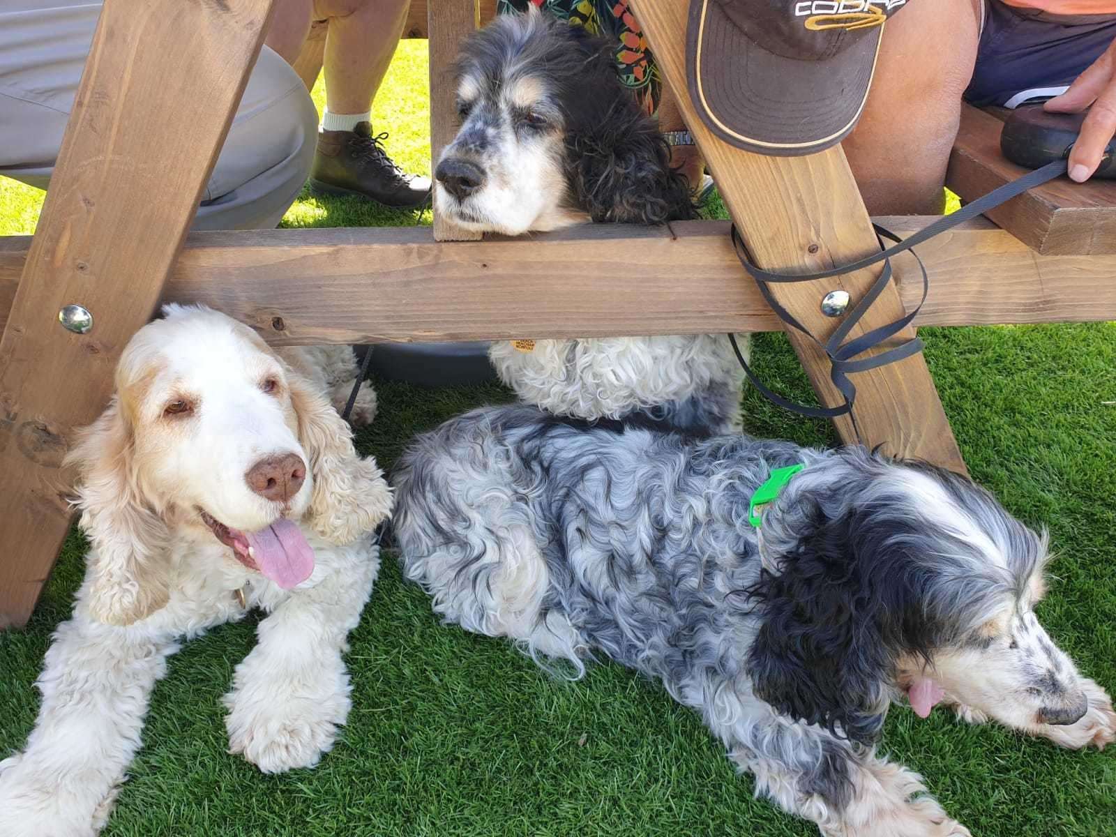 The Warehouse Taproom Bar and Restaurant also welcomes dogs
