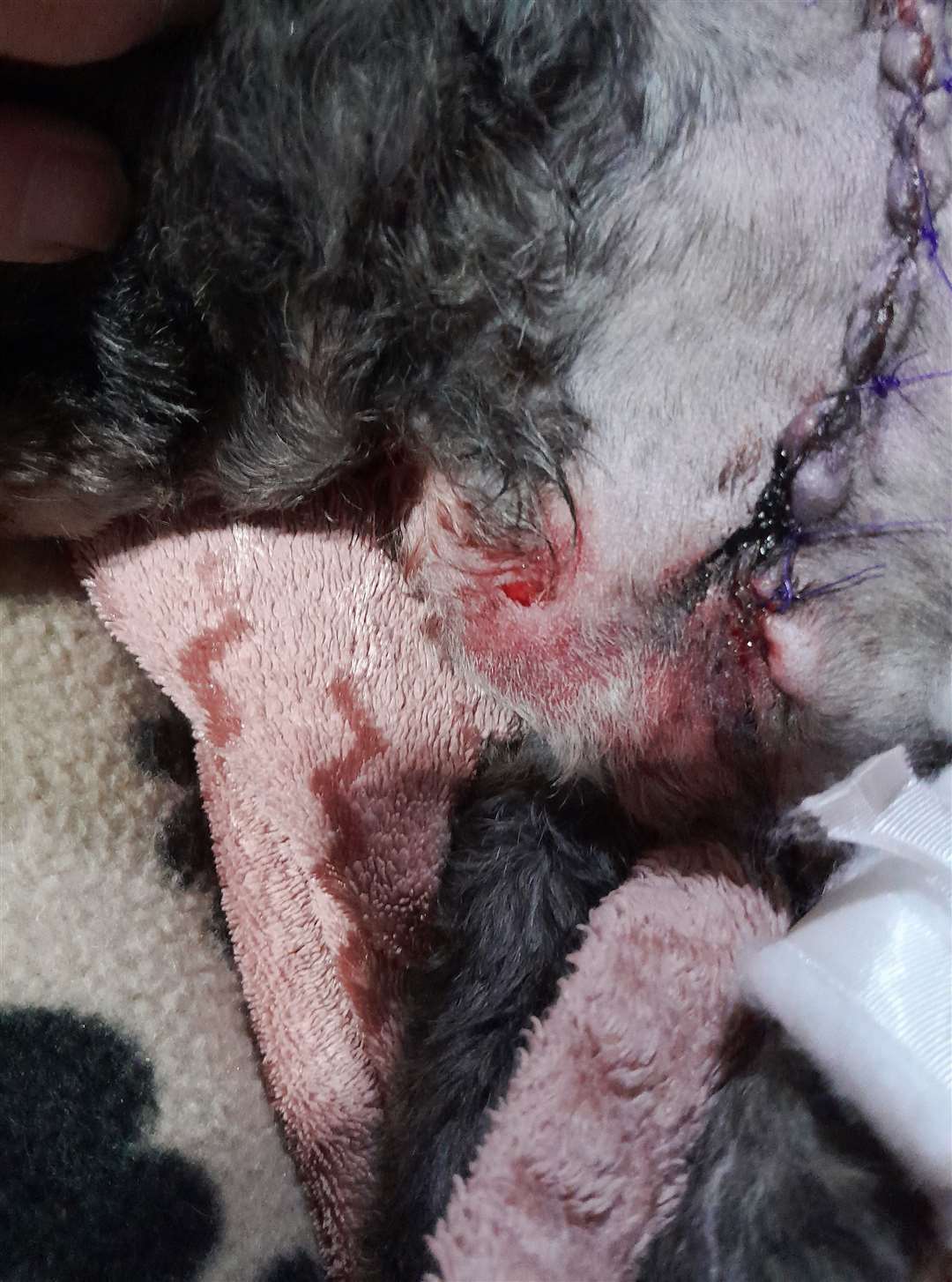 Daisy the Shih Tzu was attacked at a caravan park at Bawsey at the weekend and has since succumbed to her injuries. Pictures: Sally Black
