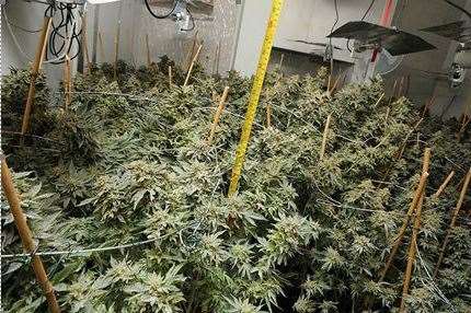 More than 1,600 cannabis plants were seized across the county. Picture: Norfolk Police