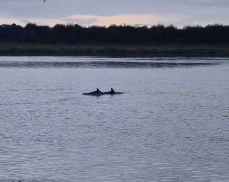 Dolphins have been spotted in the River Great Ouse in King's Lynn. Picture: Charlie Racher