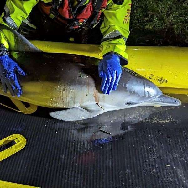 The dolphin was assessed and treated on a dolphin rescue raft. Picture: Abs Ginimav