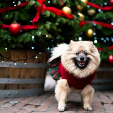 Christmas Day set to be ‘warmest in years’ with temperatures hitting 14C