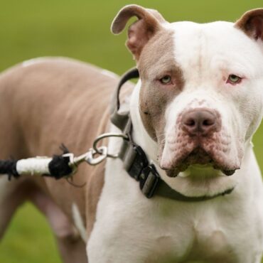 Deadline for XL Bully exemptions