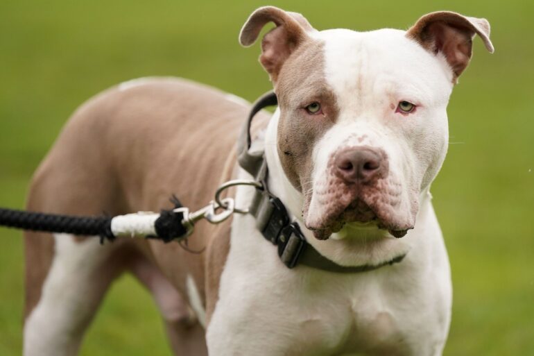 Deadline for XL Bully exemptions