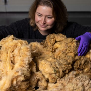 Dolly the sheep’s fleece donated for display at national museum