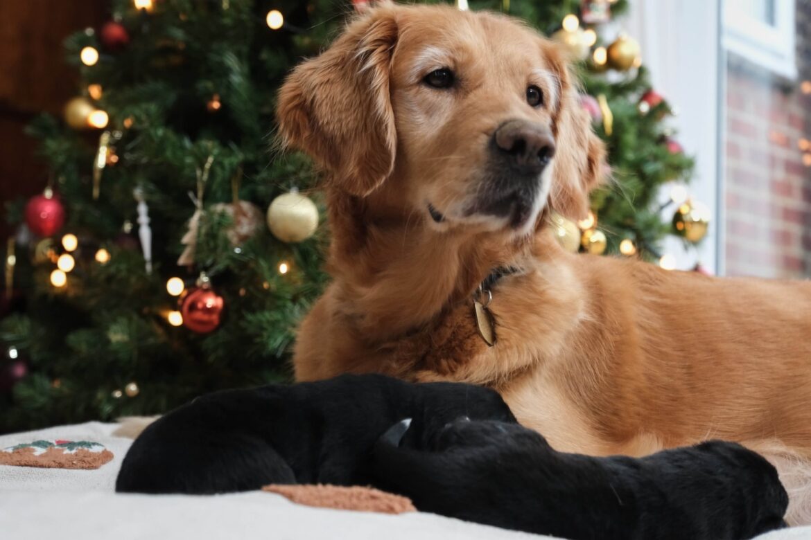 Guide Dogs mother gives birth to nine puppies just in time for Christmas