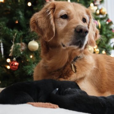 Guide Dogs mother gives birth to nine puppies just in time for Christmas