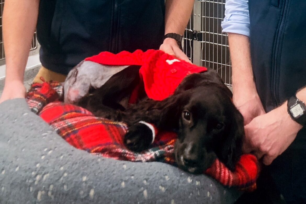 Six-legged dog has her extra limbs removed