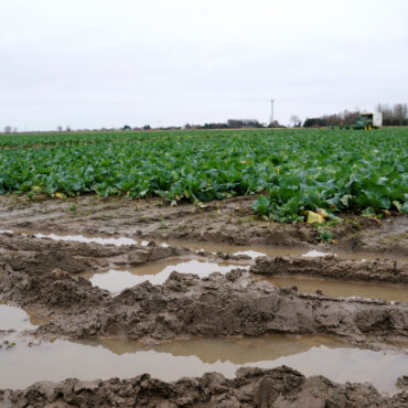 Supermarket chain accepts smaller vegetables in bid to help flood-hit farmers