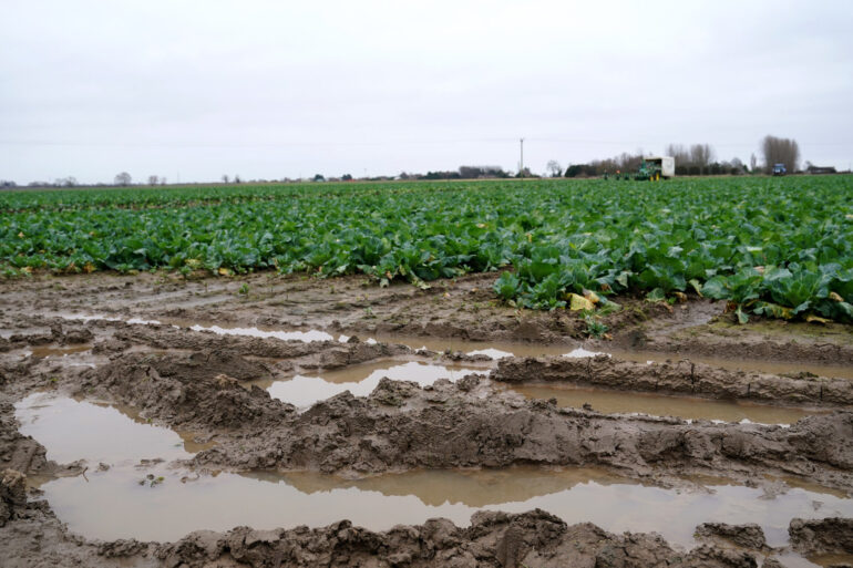 Supermarket chain accepts smaller vegetables in bid to help flood-hit farmers