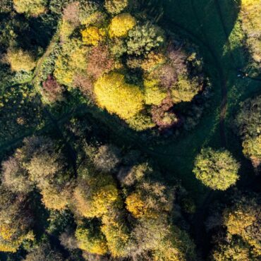 UK consumption putting enormous pressure on world’s forests, MPs warn