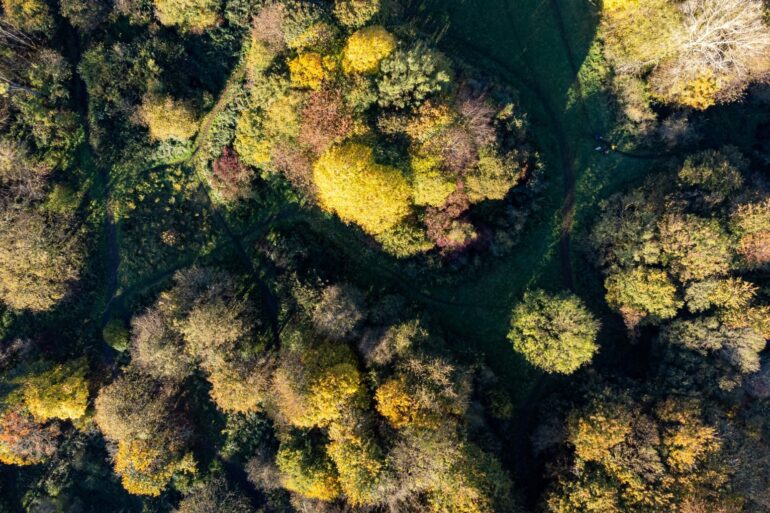 UK consumption putting enormous pressure on world’s forests, MPs warn