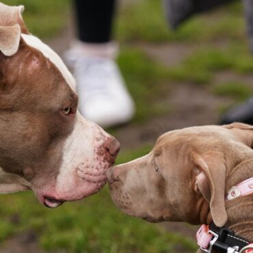 XL bully rules come into force amid mounting animal welfare fears as ban looms