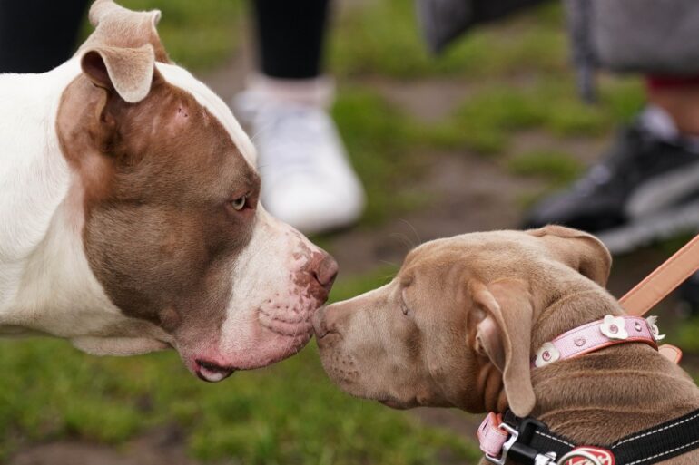 XL bully rules come into force amid mounting animal welfare fears as ban looms