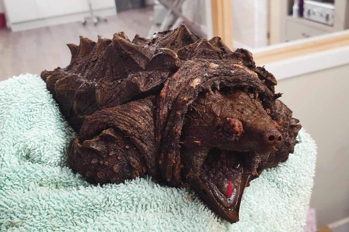 Alligator snapping turtle found in Cumbria