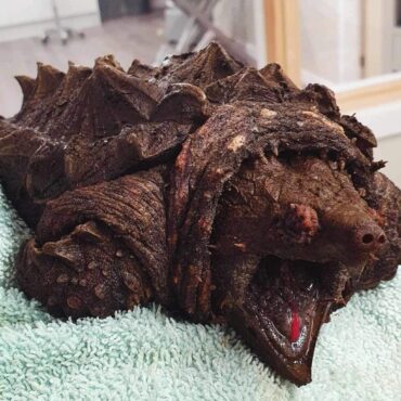 Alligator snapping turtle found in Cumbria