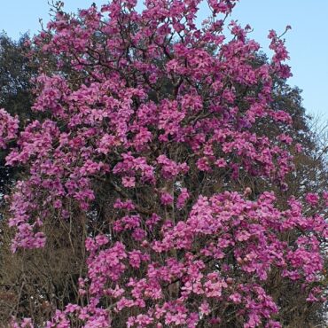 Mild weather prompts early blossom