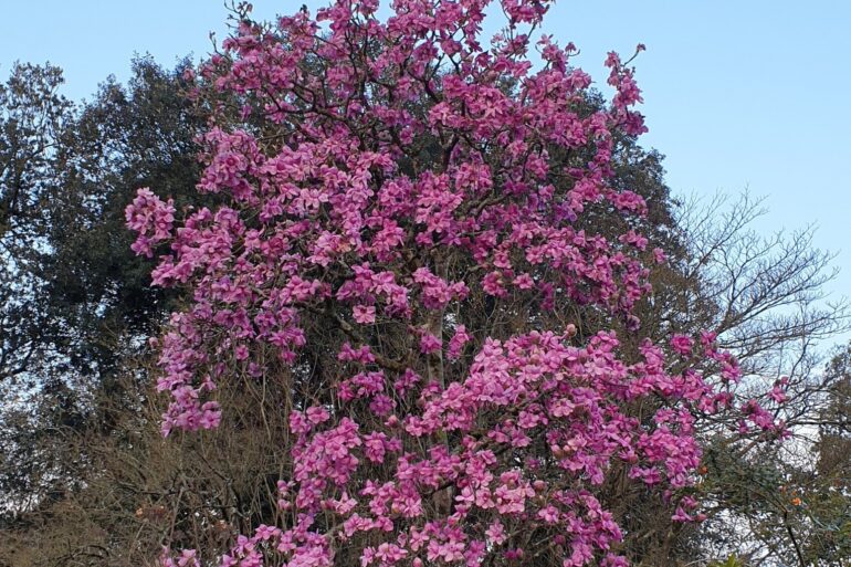 Mild weather prompts early blossom