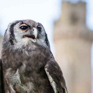 Owl retiring after three decades at Warwick Castle