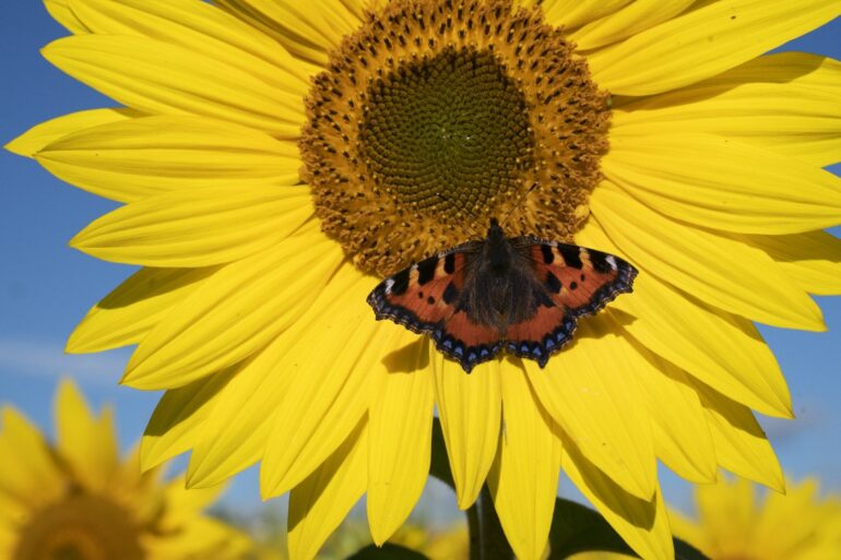 Study: Counting butterflies reduces anxiety