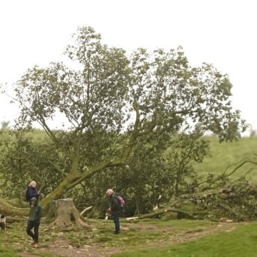 Sycamore Gap seeds 'spring into life'