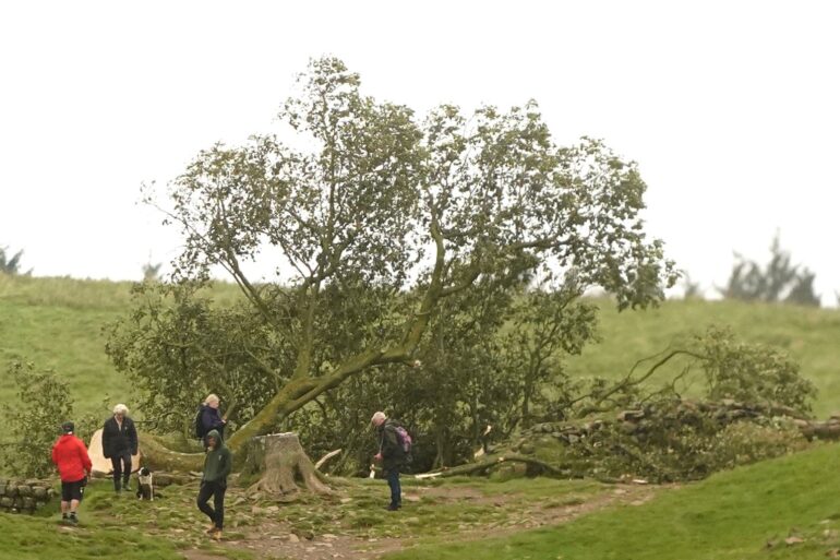 Sycamore Gap seeds 'spring into life'