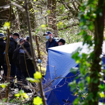 Human torso found in woodland was a man