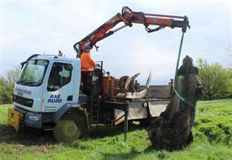Iconic whale sculpture removed with new structure set to be installed soon