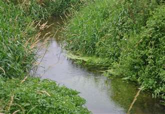 Chalk stream study is welcomed by campaigners