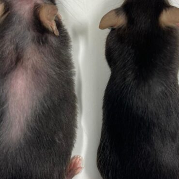 Drug which extends life of mice hints at longer, healthy old age for humans