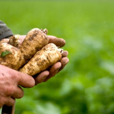 Land for growing fruit and vegetables should be doubled, new Government told