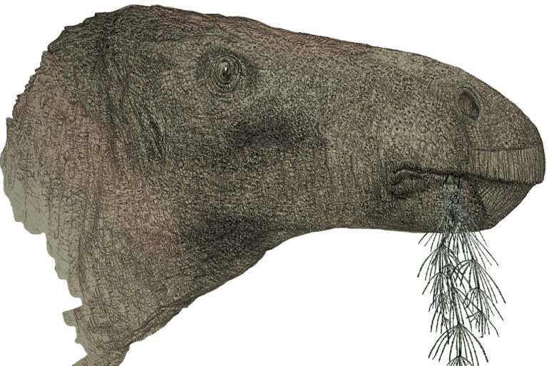 ‘Most complete dinosaur’ in a century unearthed in the Isle of Wight