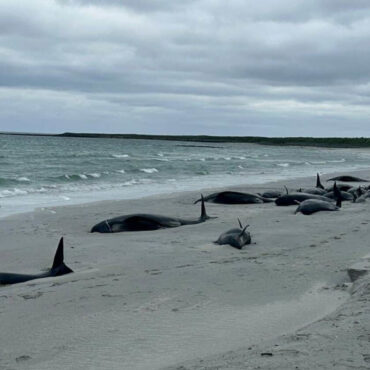 Remaining 12 whales stranded on Orkney euthanised