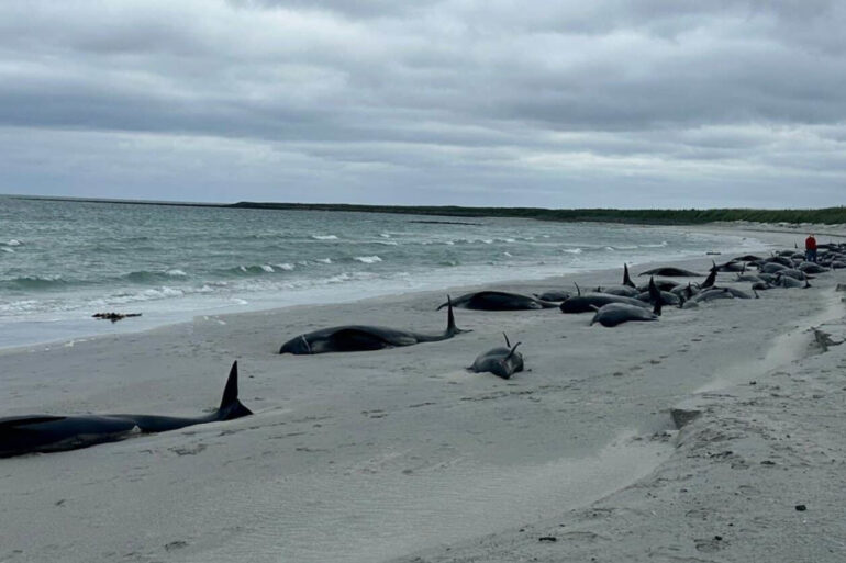 Remaining 12 whales stranded on Orkney euthanised