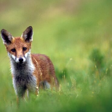 Fox hunters exploiting loophole in new laws, animal welfare charity warns