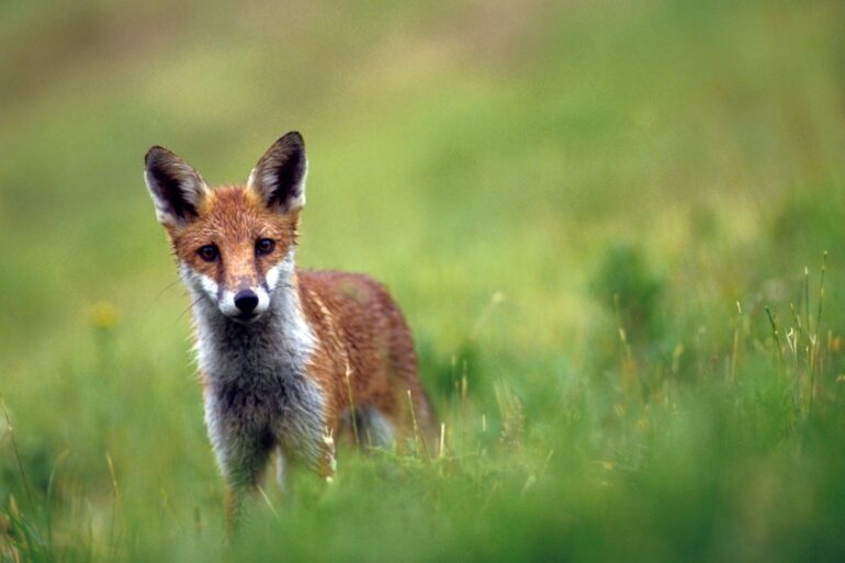 Fox hunters exploiting loophole in new laws, animal welfare charity warns