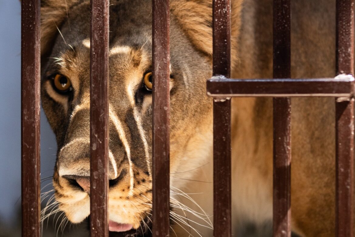 Kent animal sanctuary rescues lion with ‘psychological issues’ from Ukraine