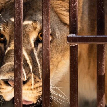 Kent animal sanctuary rescues lion with ‘psychological issues’ from Ukraine