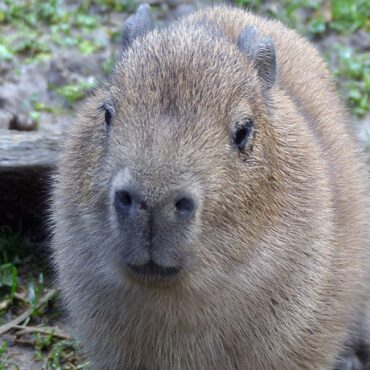 Escaped capybara called Cinnamon captured after nearly a week on the run