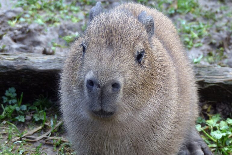 Escaped capybara called Cinnamon captured after nearly a week on the run