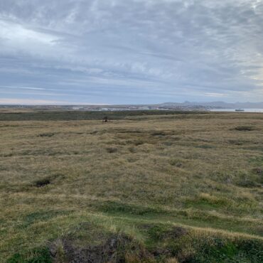 Falkland Islands ‘were covered in lush rainforest up to 30 million years ago’