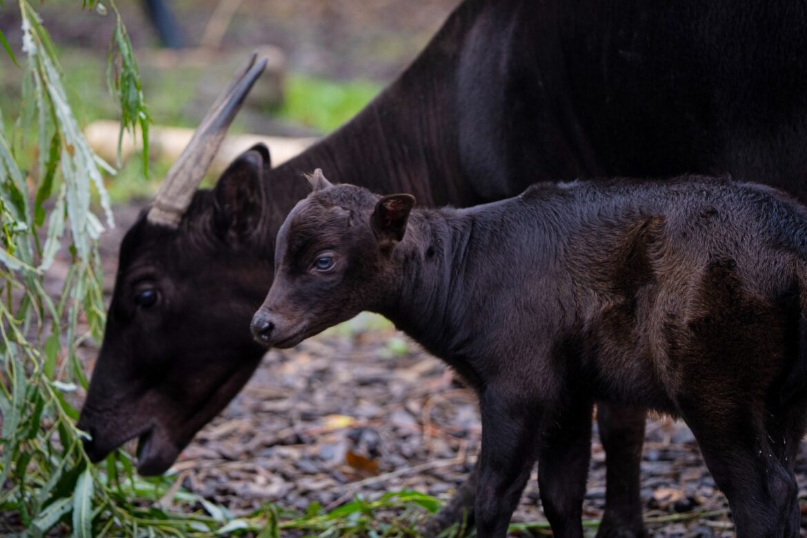 Birth of rare calf said to be smallest species of wild cattle captured on video