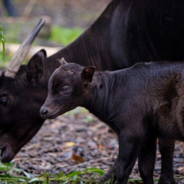 Birth of rare calf said to be smallest species of wild cattle captured on video