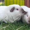 Can you give Norman and Stanley a loving home?