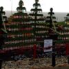 Hunstanton Christmas Tree Festival – 6th-8th December 2024