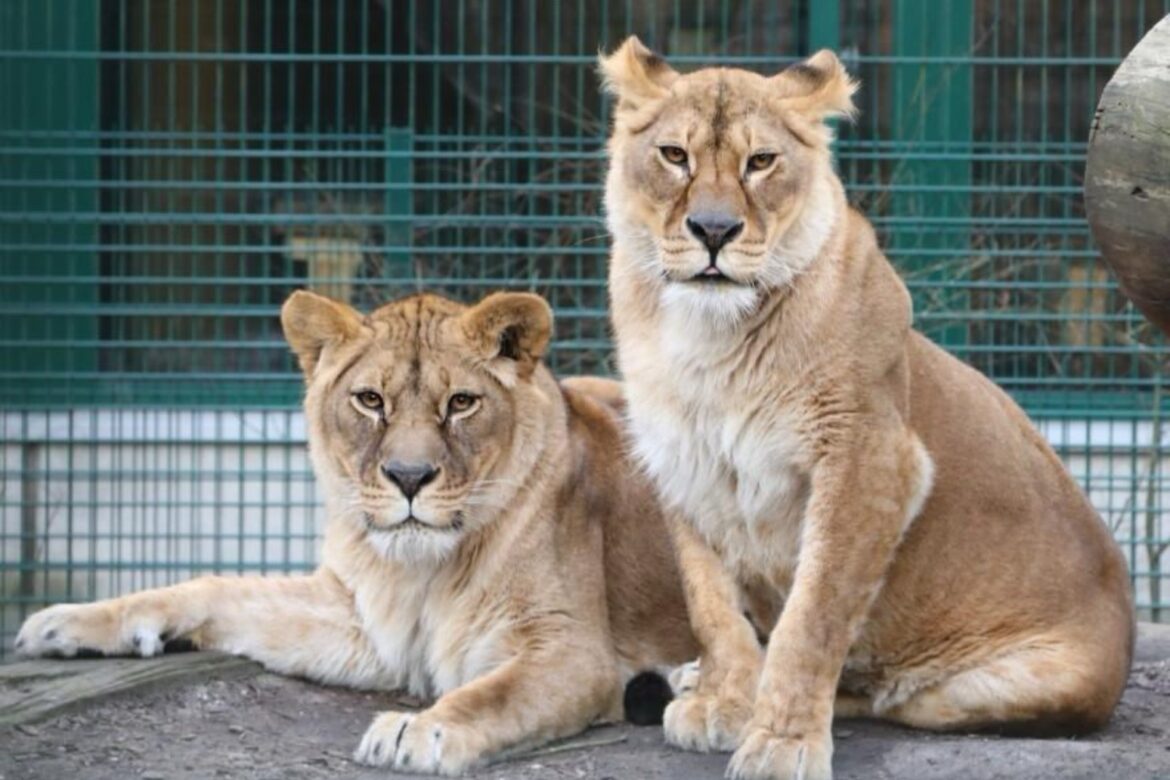 Lionesses rescued from Ukraine to find home at Scottish zoo